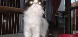 Kucing Betina Peaknose Extream