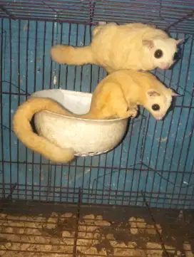 Sugar Glider leucistic sepasang IP