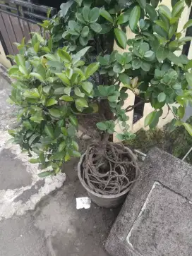 Bonsai beringin dolar dan iprik