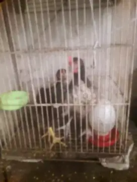 ayam kampung betina