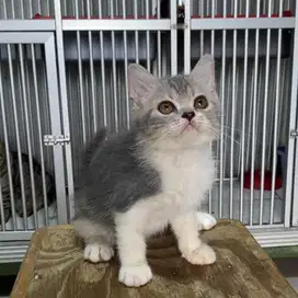 Kitten BSH Bicolor