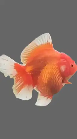 JUAL! ORANDA RED WHITE LONG TAIL
