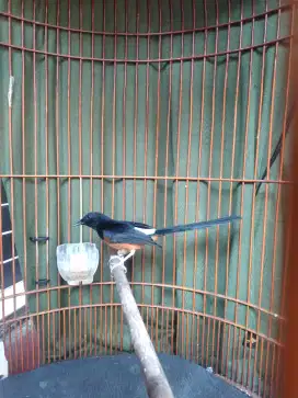 Murai batuBaru 2 x ngurak