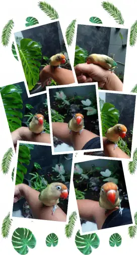 Lovebird Biola PB ewing