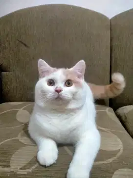 Lepas adop BSH bico