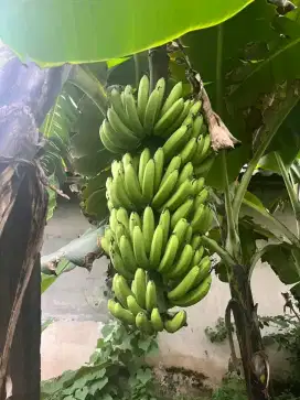 Bibit pisang Raja