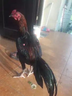Mangga yg minat bangkok
