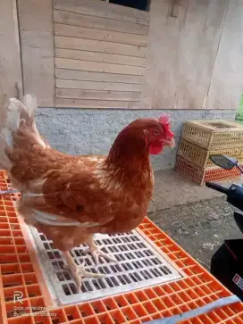 Ayam petelur siap berternak