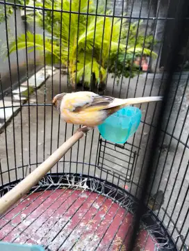 Kenari loper cewek umur mapan siap kawin