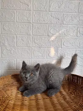 BSH British Shorthair, Jantan