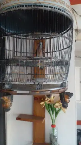 Burung perkutut ekor 15
