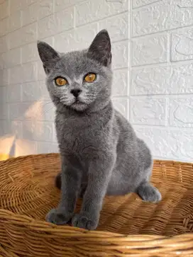 BSH British Shorthair, Jantan