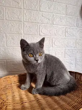 BSH British Shorthair, Jantan