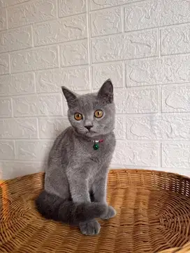 BSH British Shorthair, Jantan
