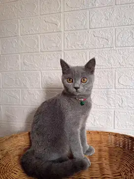 BSH British Shorthair, Jantan