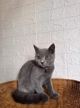 BSH British Shorthair, Jantan