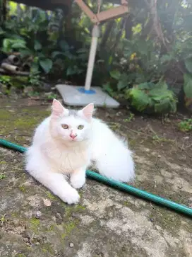 lepas adopt persia mix dom jantan manja
