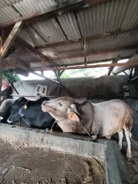 Sapi Qurban 1446H