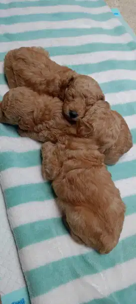 Poodle gembul gembul