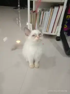 kitten persia  himalaya