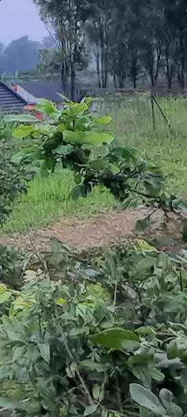 Tanah Kavling Cluster Antapani Hanya 5 unit Strategis Langka