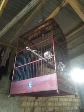Kandang burung ebod,kandang besi 2