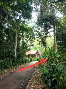 Dijual Kebun Durian 1600m² Jonggol Cileungsi Bogor Timur