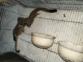 Sugar Glider grey betina indukan