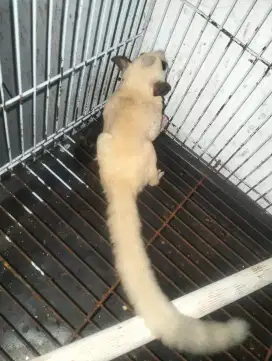 Sugar Glider platmoz jantan