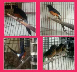Murai batu Medan siap lapang & Trotol