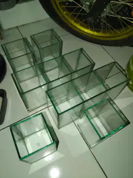 Soliter ikan cupang