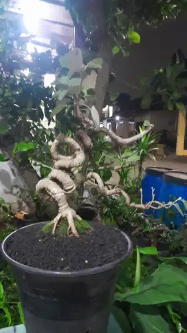Bonsai aneka ragam