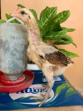 Ayam pelung 1 bulan lebih.
