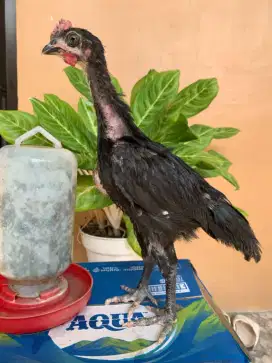 Ayam pelung 2 bulanan. Jantan. Per ekor 150