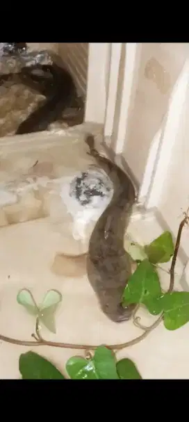 Ikan Gabus Hidup Atau Ikan Kotok