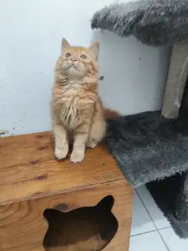 Kucing persia longhair