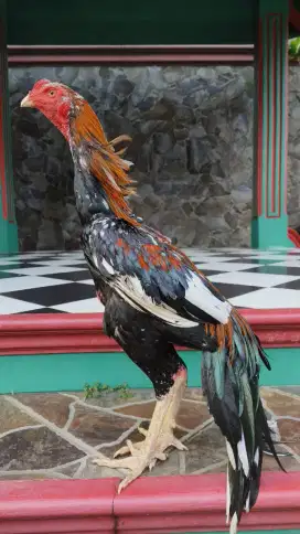Ayam Ekor Lidi Super Kaku Line Lintang Jr