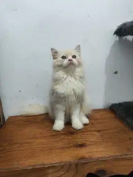 Persia longhair jantan