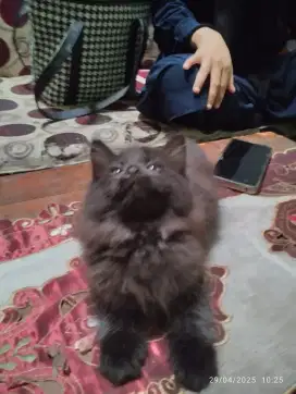 Kucing betina 2,5bulan