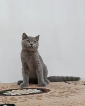 British Shorthair Kitten Non Ped