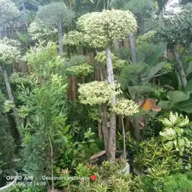 ready bosquh bonsai murah siap tanam cabang banyak