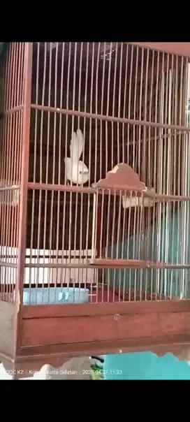 Murai batu albino mata anggur