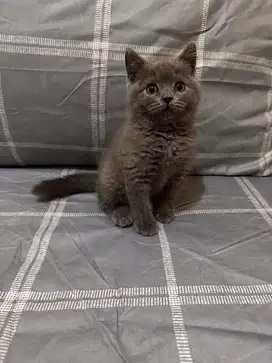 BSH British Shorthair. Jantan