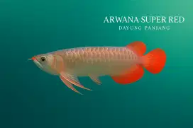 ARWANA SUPER RED DAYUNG SAMURAI