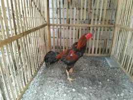 Ayam jago BK x mangon VVIP