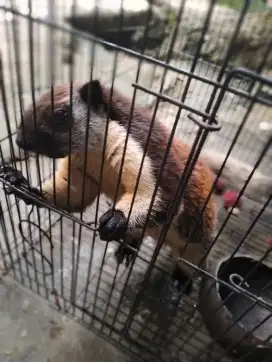 Tupai raksasa jela_rang betina bisa di elus