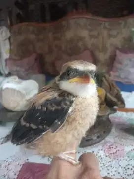 Burung pentet ukuran