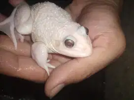 Bullfrog albino mata merah jantan berisik bunyi terus