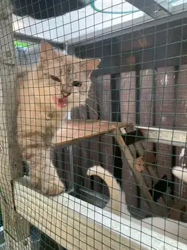 kucing anggora lucu