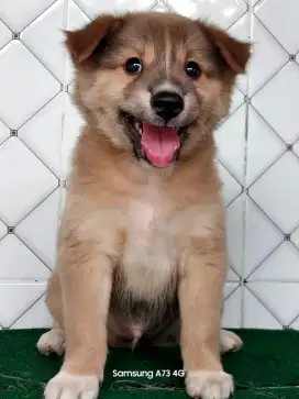 Anakan anjing ras mix